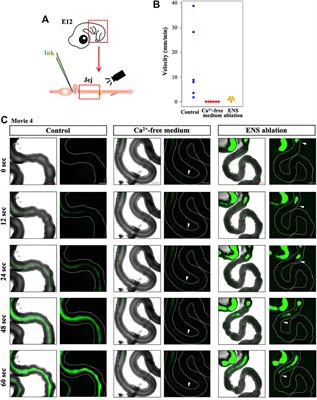 Distribution Map of Peristaltic Waves in the Chicken Embryonic Gut Reveals Importance of Enteric Nervous System and Inter-Region Cross Talks Along the Gut Axis